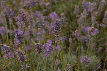 Fototapeta premium Blooming lavender flowers creating a natural purple floral background. Soft botanical texture in summer garden.