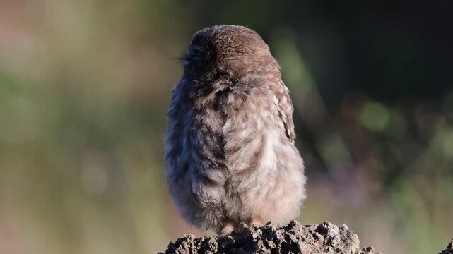 A young Little Owl (Athene noctua) in its natural habitat, carefully observing its surroundings in the wild. Close-up wildlife