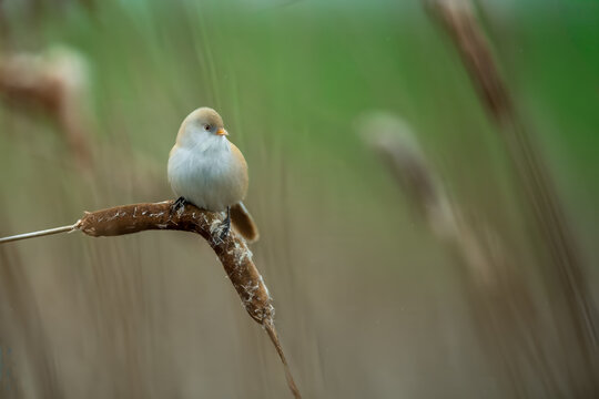 Bearded Reedling Perched on a Cattail in Wetland Habitat