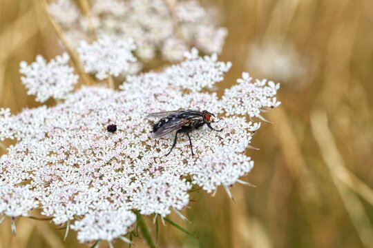 Flesh fly Sarcophagidae resting on white wild carrot flower in summer field