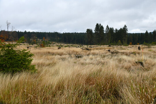 Waldsterben am Rennsteig