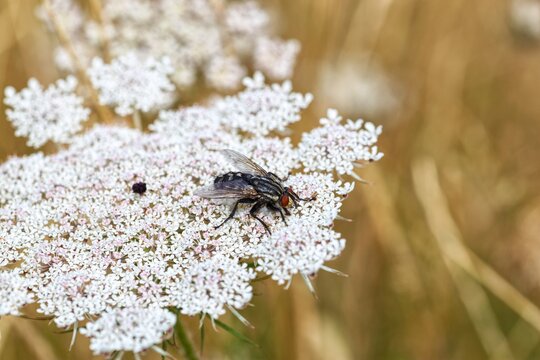 Flesh fly Sarcophagidae close up on white wild carrot umbellifer flower