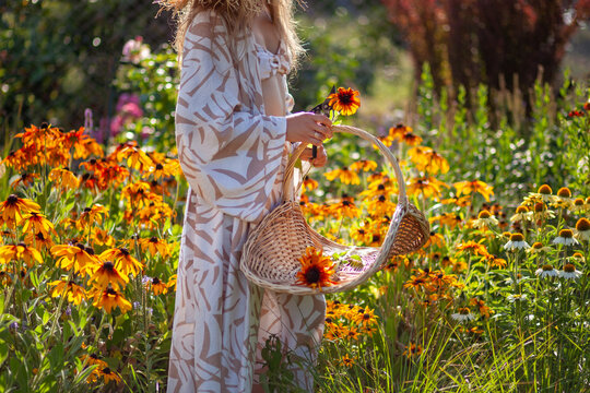 Woman picking rudbeckia flowers using gathering basket and pruner in summer garden