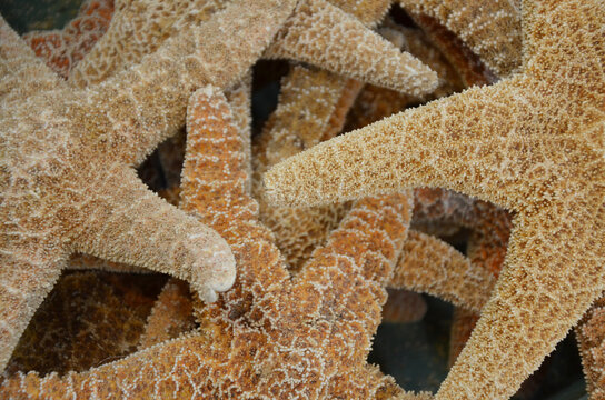 Group of Starfish