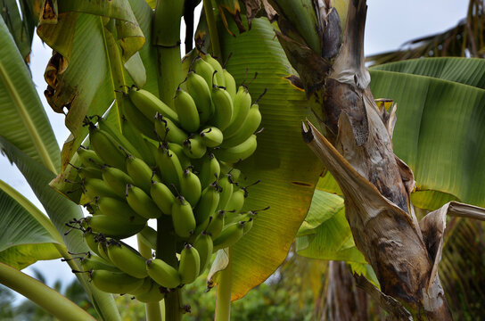 Bananas Growing in a Tree