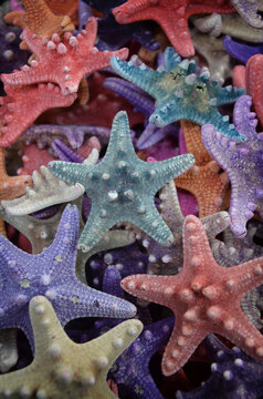 Colorful Starfish