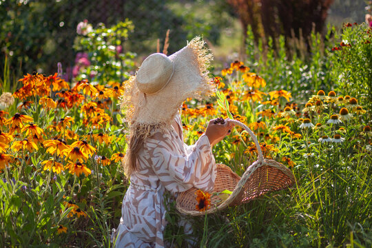 Woman picking rudbeckia flowers using handwoven gathering basket and pruner in summer garden. Stylish gardener wearing straw hat