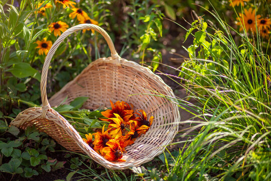 Close up of handwoven gathering basket with yellow rudbeckia flowers in summer garden. Picking freshly cut blooms for bouquet