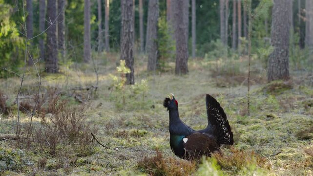 Western capercaillie rooster roosts in spring. Pine forest solitary capercaillie strut shows male moving among trunks and moss, upright posture, soft backlight through canopy, calm