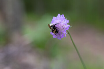 bee on a violet flower close-up © Anastasia