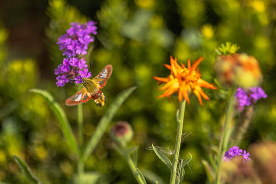 Broad-bordered bee hawk-moth hovering at purple verbena in a summer garden