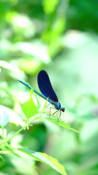 Blue dragonfly on a blossom, Blue Eye Syri I Kalter Saranda, Albania . High quality FullHD footage