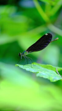 Blue dragonfly on a blossom, Blue Eye Syri I Kalter Saranda, Albania . High quality FullHD footage