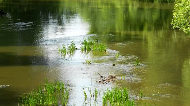 River water flows gently over rocks. Green tree reflections shimmer in the current. Tall grasses grow along the water's edge. Sunlight glints on the moving surface. Natural calmness defines the scene