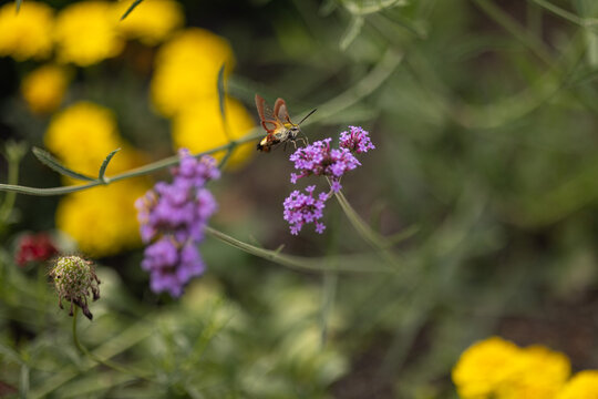 Bee hawk-moth flying toward purple verbena in a colorful summer garden