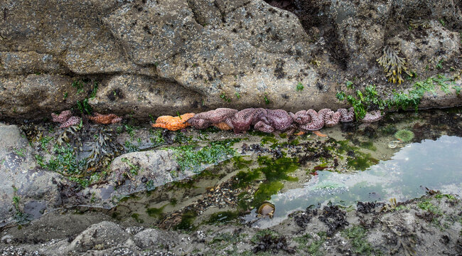 A dense cluster of purple and orange sea stars clings to rocks alongside a green anemone in a tide pool on the Pacific coast. The scene was photographed at midday in summer, with calm water reflecting