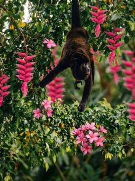 Black Howler Monkey Hanging By Its Prehensile Tail Amidst Vibrant Pink Tropical Flowers And Lush Green Jungle Foliage