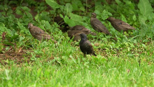 Brown starlings gather on vibrant green grass. One young starling stands out with dark plumage. They observe surroundings, alert and curious. Dense foliage forms the background