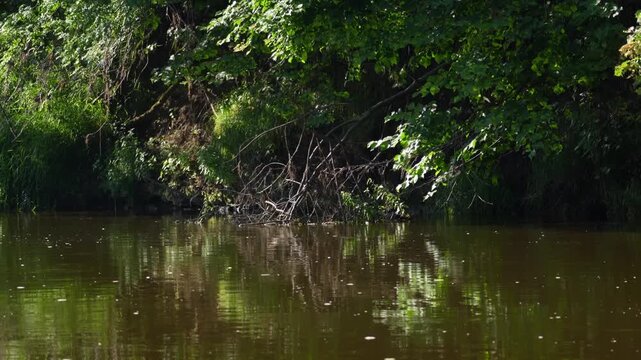 Calm river flows beneath lush, dense green trees. Sunlight filters through the leaves, creating dappled patterns on the water. Gentle ripples reflect the forest scene