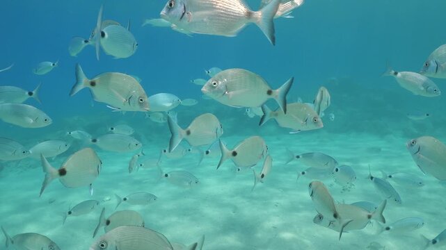 underwater fish scenery from mediterranean  sea breams ocean scenery underwater landscape seabreams  Diplodus sargus