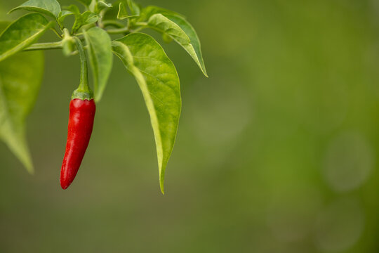 Ripe red chili pepper growing on plant with green copy space
