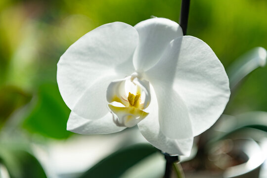 Floral nature. Orchid flower bright color. Flowering nature. Orchid flower white color. Floral macro photography. Flora and nature closeup. White color orchid flower