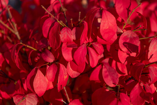 Autumn red leaves. Leaves red color. Nature in fall season. Fall season weather. Red autumn leaf natural background. Autumn nature. Red tree leaves. Seasonal autumnal tree