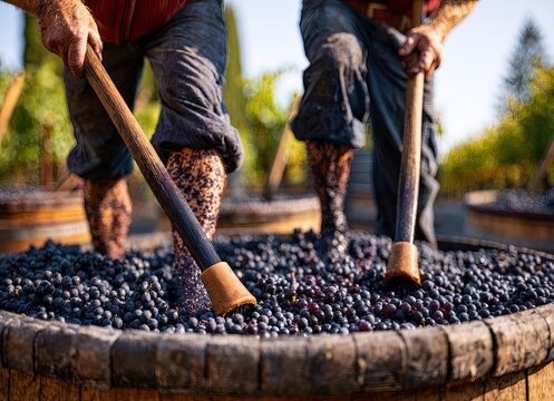 Workers stomp grapes with feet in barrels, traditional winemaking