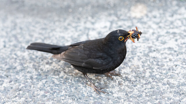 Turdus make nest outdoor. Lonely duck with something in beak. Black Turdus bird. Fauna and nature. Turdus bird feed. Turdus with beak and feather