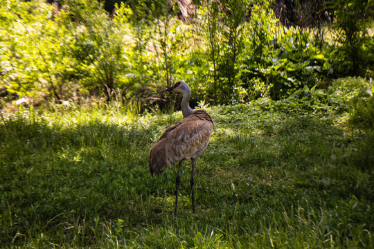 Sandhill Crane Standing in Tall Green Summer Grass Surrounded by Lush Vegetation at Willow Park Zoo in Logan Utah