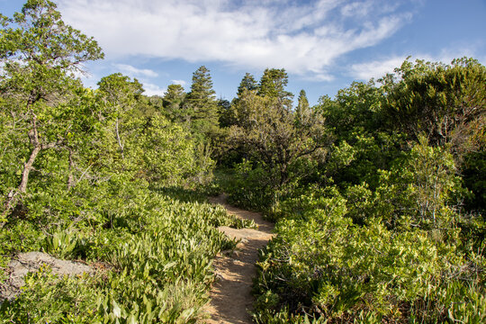 Scenic View of Forested Taylor Canyon and Wasatch Mountain Ridgelines from the Hidden Valley Loop Trail Above Ogden Utah on a Clear Summer Morning

