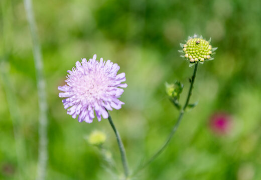 Scabious flower. Flowering nature closeup. Macro of flowering scabious plant. Purple exotic scabious flower. Natural flower plant. Flora nature. Bright blooming flower in nature