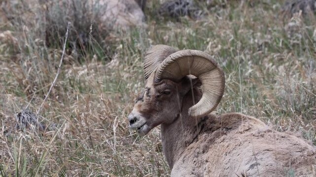 Portrait of a bighorn sheep ram at rest.
