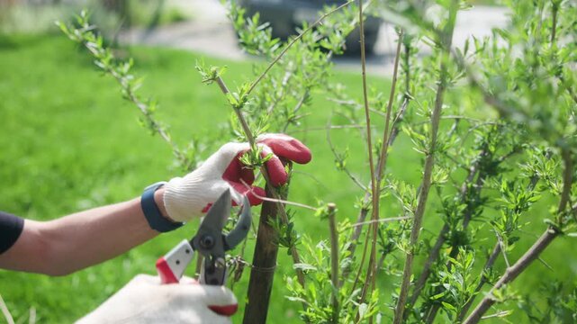 Gloved hands pruning leafy shrub with red handled shears in sunlit suburban garden beside fresh shoots, showing careful seasonal maintenance and focused outdoor work