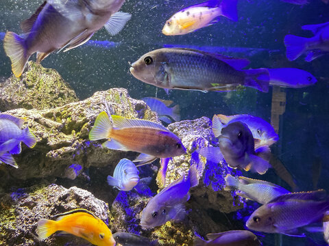 Group of colorful African cichlids swimming in freshwater aquarium, Malawi pseudotropheus tropical fish tank with blue lighting and natural stone reef rocks background, aquatic underwater pet care. 