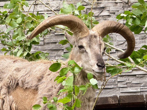 Wild blue sheep bharal pseudois nayaur male with large majestic horns standing in green tree branches inside zoo paddock enclosure, horned bahrul ram chewing foliage near stone wall, wildlife nature. 