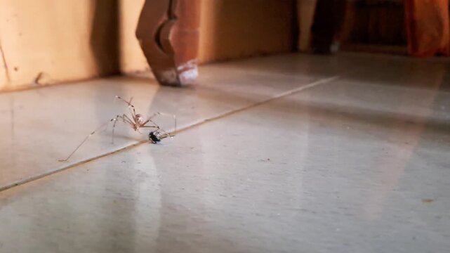 Real 4K macro footage of a house spider, also known as cellar spider or daddy long-legs, hunting and catching a small wood-dwelling insect on a white tile floor indoors. Shows the predator and prey.