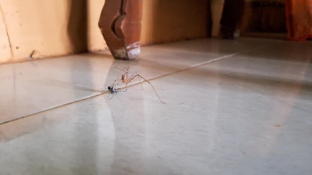 Real 4K macro footage of a house spider, also known as cellar spider or daddy long-legs, hunting and catching a small wood-dwelling insect on a white tile floor indoors. Shows the predator and prey.