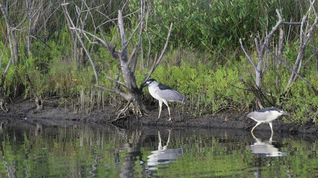 Black-crowned night heron (Nycticorax nycticorax) passing next to an other one standing at tidal lagoon, Galveston, Texas, USA.