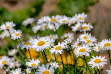 Obraz premium Selective focus of white flowers Leucanthemum maximum in the fields, Shasta daisy is a commonly grown flowering herbaceous perennial plant with the classic daisy appearance, Natural floral background.