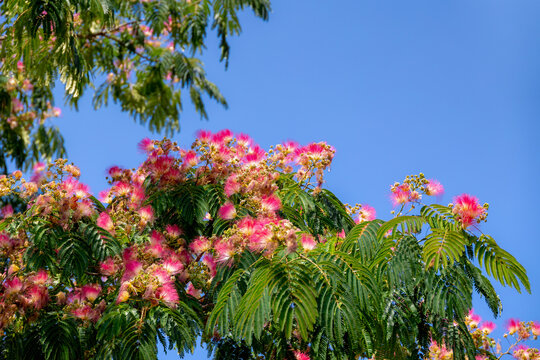 Selective focus a branches of Persian silk tree with fluffy pink flowers and green leaves, Albizia julibrissin is a species of tree in the family Fabaceae with the bloom, Natural floral background.