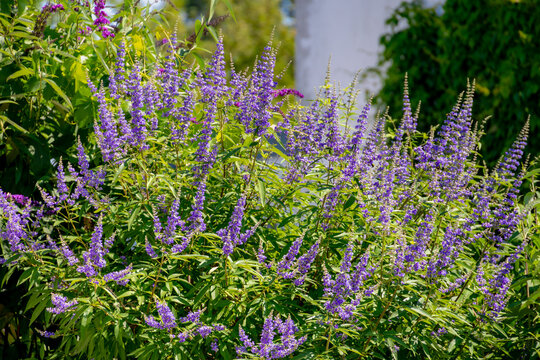 Selective focus of blue flowers and green leaves, Chaste tree (Monnikspeper) in the garden with sunlight, Vitex agnus-castus is a genus of tropical and sub-tropical flowering plants, Nature background