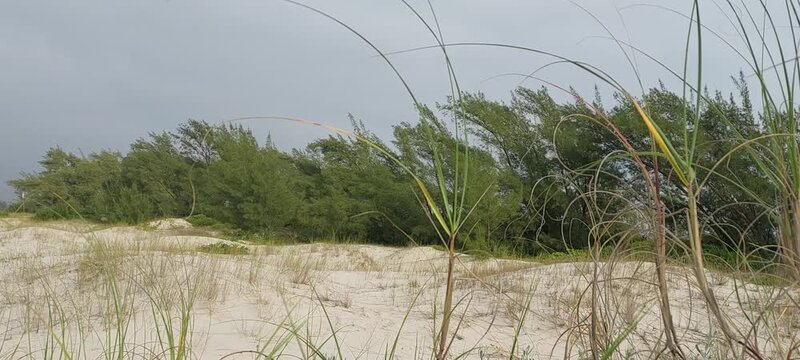 Wind-shaped trees and dune vegetation at praia do luz