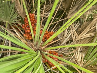 Obraz premium Close-up of Mediterranean dwarf palm fruits and green spiky leaves, known as Doum