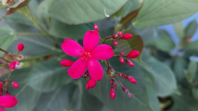 Pink Jatropha Flower with Buds and Green Leaves in Natural Garden