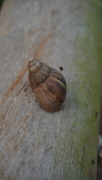 Close-up macro photograph of a brown land snail resting on a weathered wooden surface in a natural outdoor environment