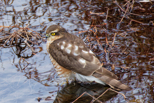 水辺で餌を探すハイタカ(Sparrow Hawk)幼鳥