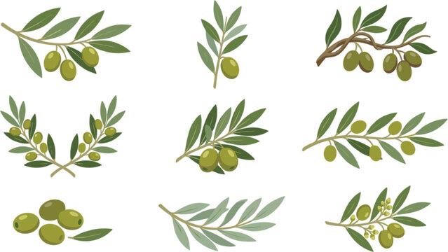Green olive branches and wreaths elements set for organic oil food packaging labels flat vector illustration design