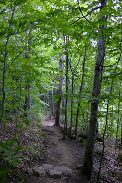 Un sentier dans la for&ecirc;t, Qu&eacute;bec, Canada	
