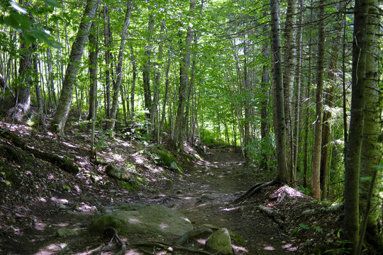 Un sentier dans la for&ecirc;t, Qu&eacute;bec, Canada	